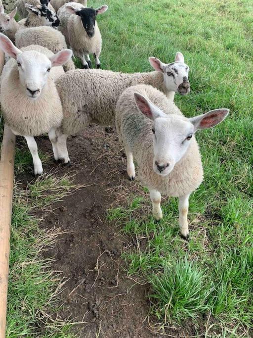 Longnor Ivy House Farm, Near Longnor别墅 外观 照片